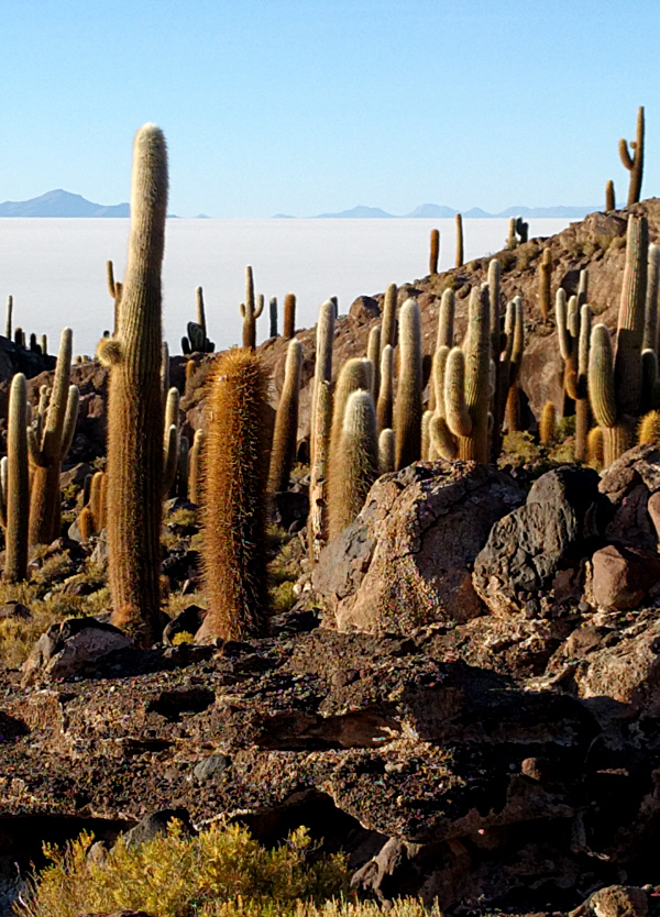 Cactus Island